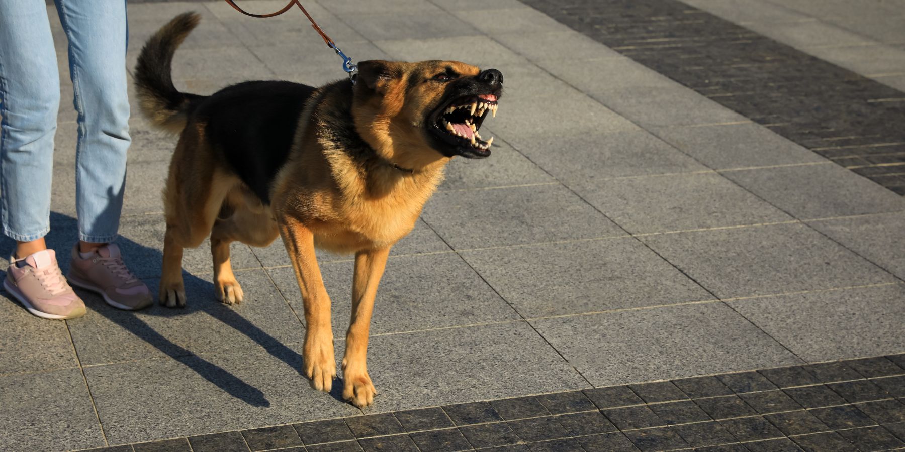 A Comprehensive Guide to Handling an Aggressive Dog