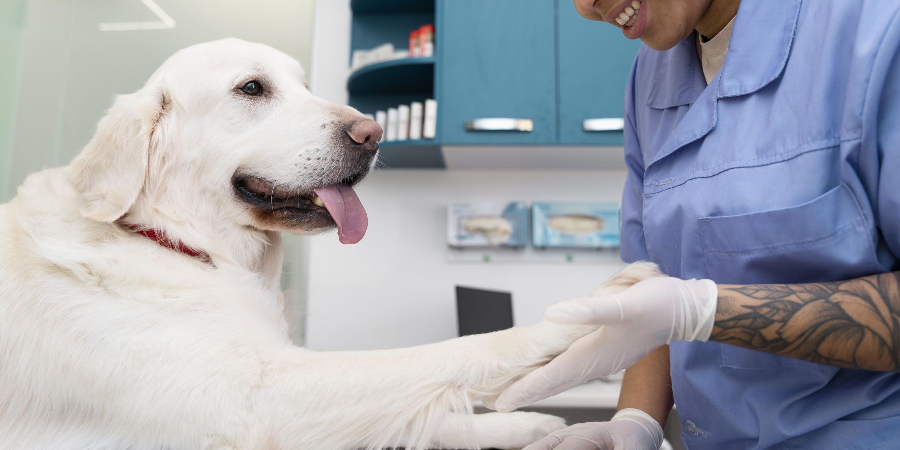 When Bad Breath Signals a Vet Visit: Understanding Serious Health Implications